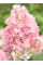 Гортензия Little Blossom (в контейнере 1л)