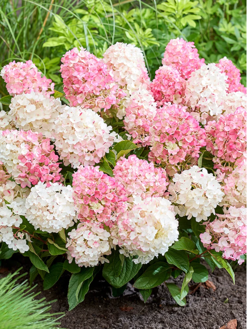 Гортензия Little Blossom (в контейнере 1л)