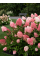 Гортензия Pink&Rose (в контейнере 1 л)