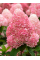 Гортензия Pink&Rose (в контейнере 1 л)