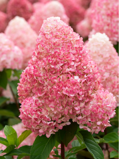 Гортензия Pink&Rose (в контейнере 1 л)