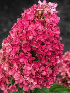 Гортензия Raspberry Pink (в контейнере 1 л)