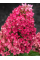Гортензия Raspberry Pink (в контейнере 1 л)