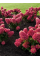 Гортензия Raspberry Pink (в контейнере 1 л)