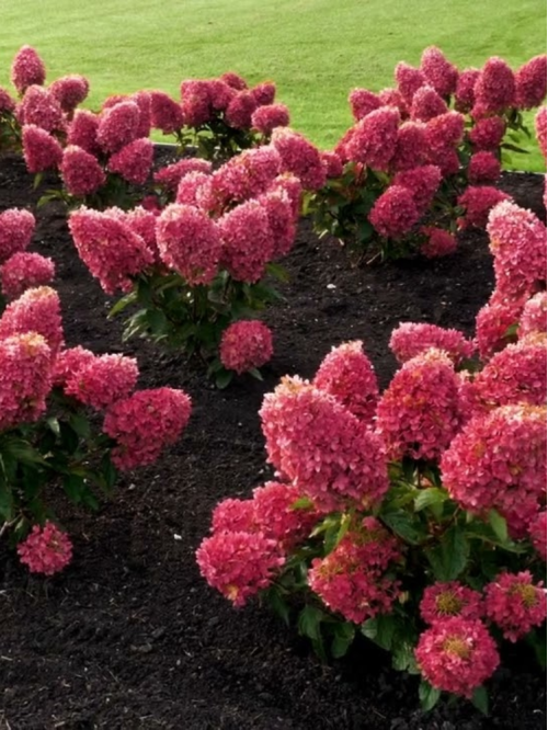 Гортензия Raspberry Pink (в контейнере 1 л)