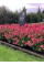 Гортензия Strawberry Blossom (в контейнере 1 л)