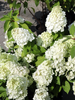 Гортензия Summer Snow (в контейнере 1л)