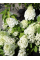 Гортензия Summer Snow (в контейнере 1л)