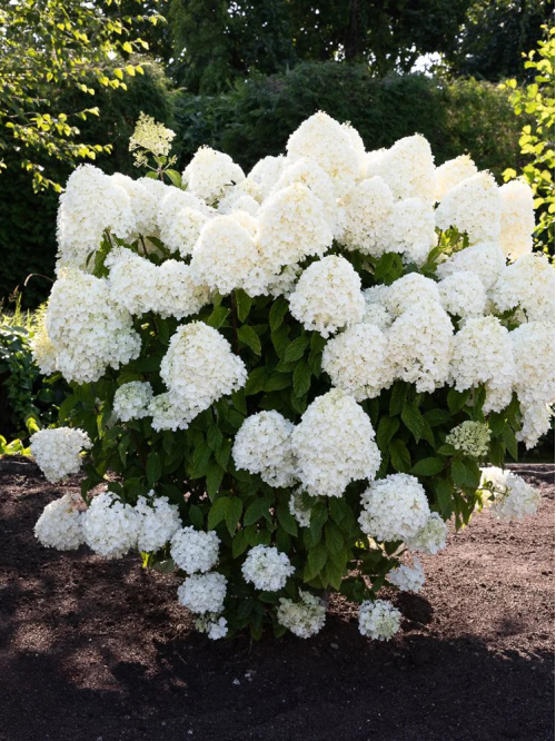 Гортензия Summer Snow (в контейнере 1л)