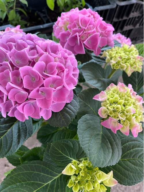 Гортензія широколиста 3-х річна "PINK" в горщику D17, саджанець 30-40 см (1 шт. в упаковці)
