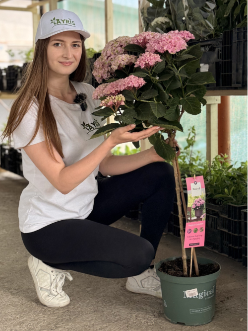 Гортензія широколиста на штамбі "Magical Evolution Pink" в горщику D19, саджанець 100-120+ см (1 шт. в упаковці)