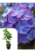 Гортензія широколиста 3-х річна "Blauer Zwerg" в горщику С2, саджанець 30-40 см (1 шт. в упаковці)