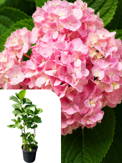 Гортензія широколиста Silky Pink (контейнер С2)