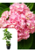Гортензія широколиста 3-х річна "Silky Pink" в горщику С2, саджанець 30-40 см (1 шт. в упаковці)