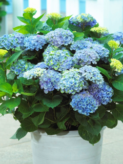 НОВИНКА! Гортензія широколиста Magical Revolution blue