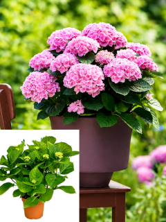 НОВИНКА! Гортензія широколиста Magical Evolution Pink