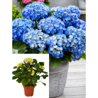 НОВИНКА! Гортензія широколиста Fabolo blue