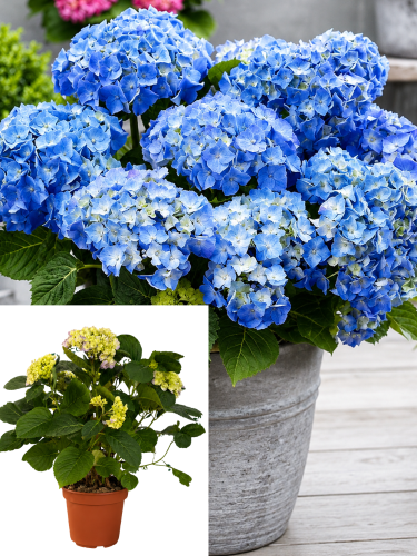 НОВИНКА! Гортензія широколиста Fabolo blue