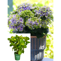 НОВИНКА! Гортензія широколиста Magical Amethyst blue