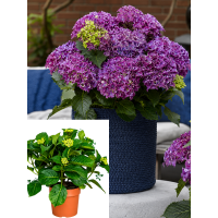 НОВИНКА! Гортензія широколиста Surfing Safari Bayview Purple