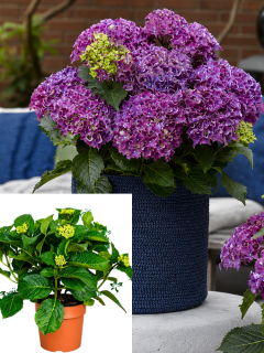 НОВИНКА! Гортензія широколиста Surfing Safari Bayview Purple