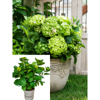 НОВИНКА! Гортензія широколиста Vibrant Verde