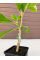 Магнолия "Blue Opal" в горшке Р9, саженец 30-40 см (1 шт. в упаковке)