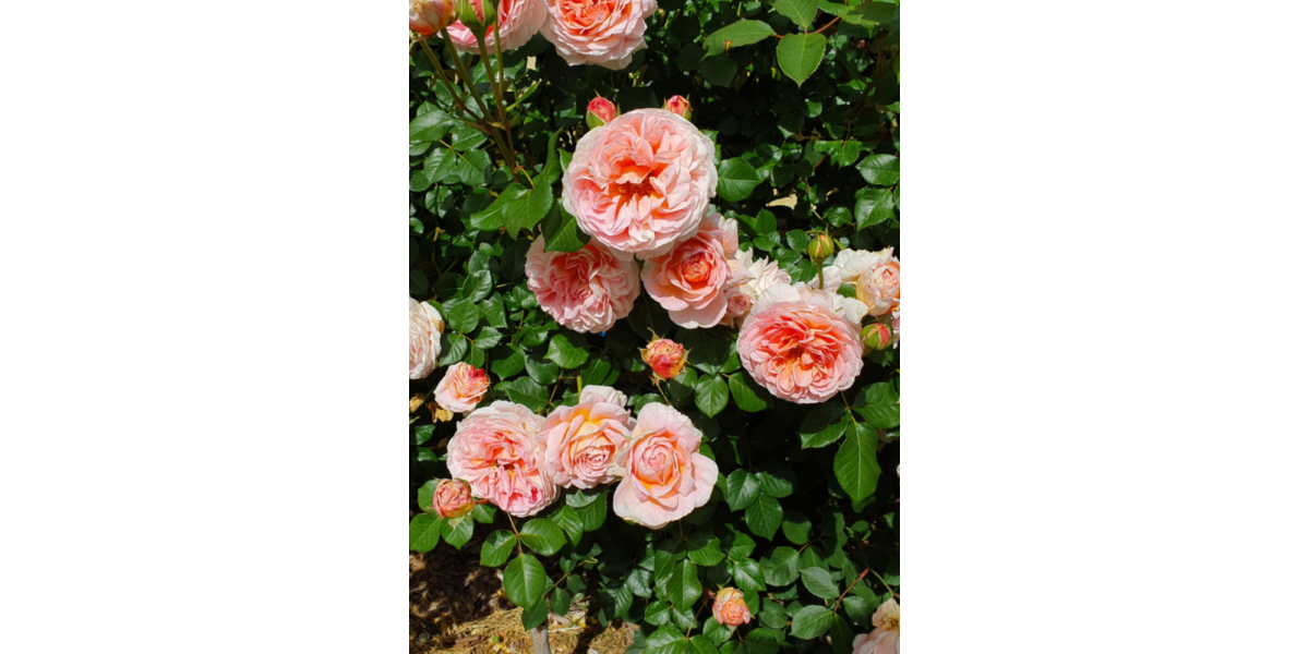Троянда англійська Abraham Darby