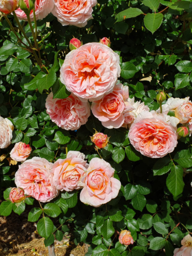 Роза английская Abraham Darby