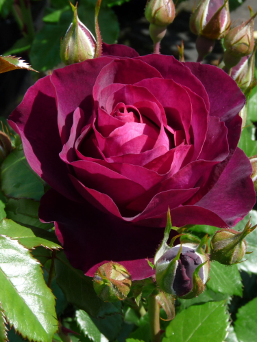 Роза английская Burgundy Ice
