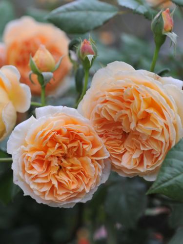 Роза английская Princess Margareta