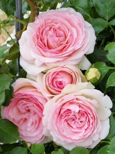Роза английская Eden Rose