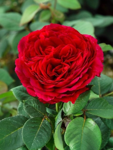 Роза английская Rose des 4 Vents