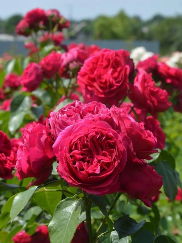 Роза английская Red Eden Rose
