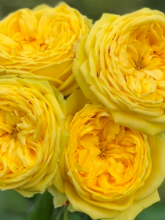 Троянда англійська Lemon Pompon