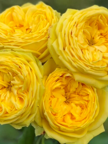 Троянда англійська Lemon Pompon