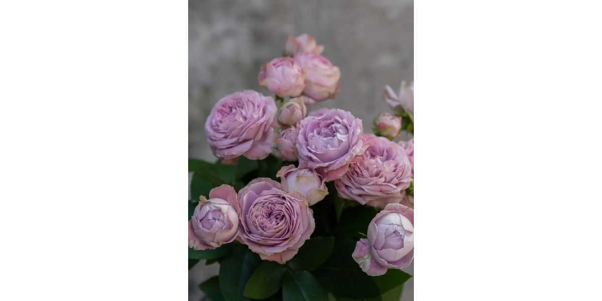Троянда дрібноквіткова Blossom Bubbles (Дуже ароматна!)