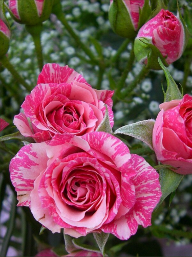 Роза мелкоцветная Pink Flash