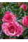Роза мелкоцветная Pink Flash