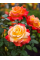Роза чайно-гибридная High Society