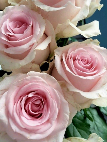 Роза чайно-гибридная Belle Rose