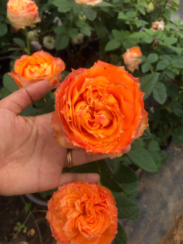 Роза чайно-гибридная Orange Romantica