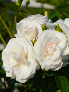 Роза флорибунда Aspirin Rose