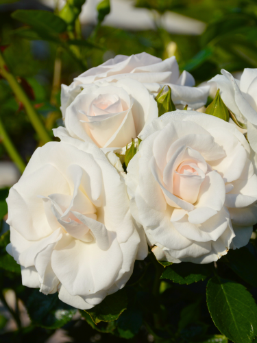 Роза флорибунда Aspirin Rose