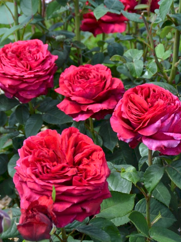 Троянда Флорібунда La Rose des 4 Vents
