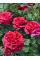 Троянда Флорібунда La Rose des 4 Vents