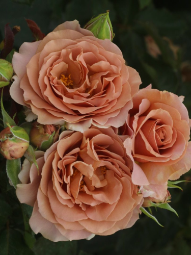 Роза флорибунда Mocha Rosa
