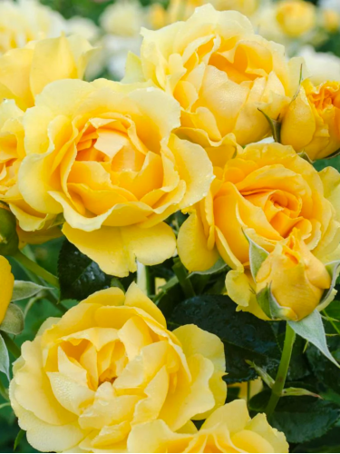 Роза флорибунда Golden Wedding АА+