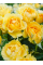 Роза флорибунда Golden Wedding АА+
