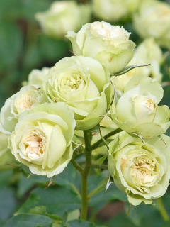 Троянда флорібунда Lovely Green АА+